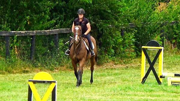 eventing-horses-for-sale-thoroughbred