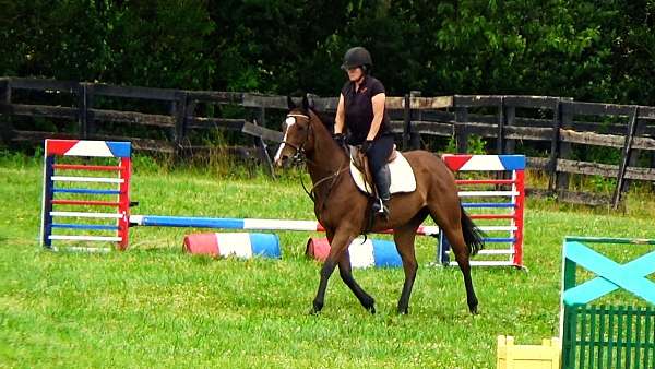 thoroughbred-sport-horses