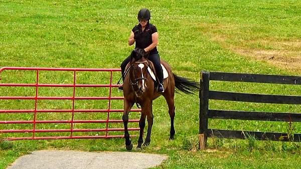 hunter-jumpers-for-sale-thoroughbred-horse