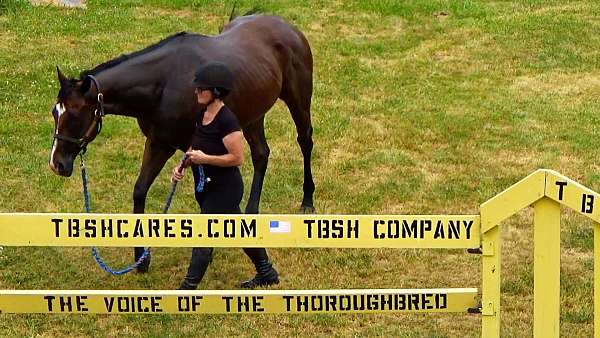 thoroughbreds-for-sale-horse