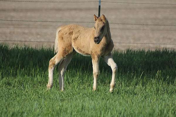 breeding-rocky-mountain-horse