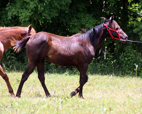 cowboy-filly