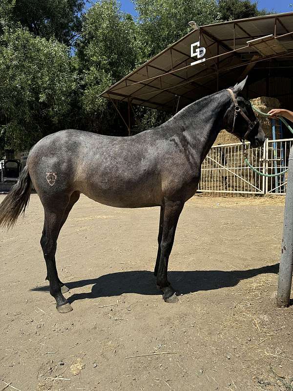 faralay-andalusian-horse