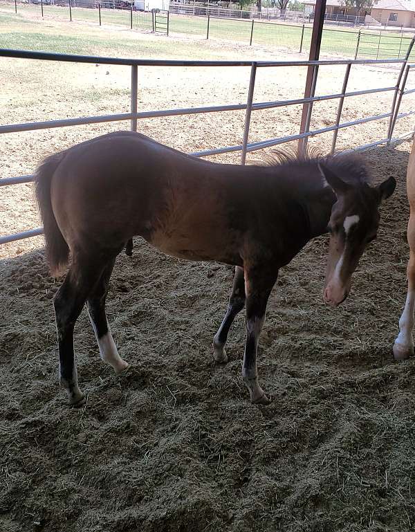 buckskin-palomino-athletic-stallion-horse