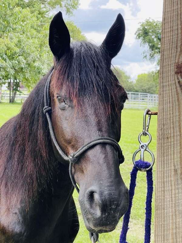 all-around-friesian-horse