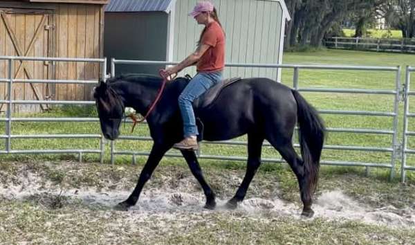 all-around-friesian-horse