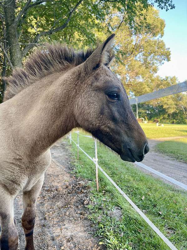 dun-icelandic-filly