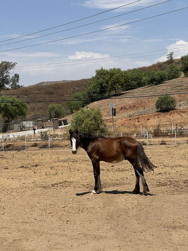 clydesdale-colt-yearling