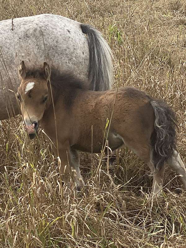 bay-miniature-filly