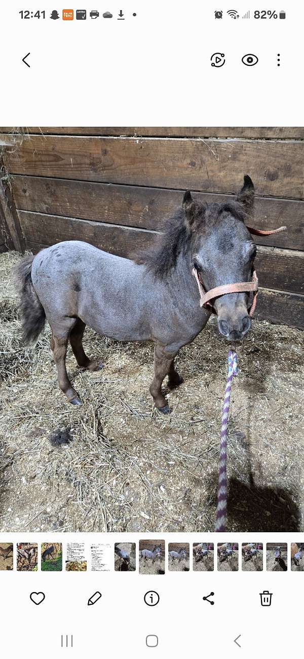 white-appaloosa-colt