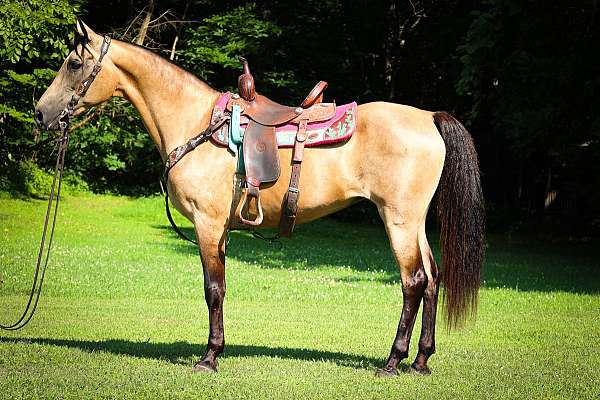 western-dres-morgan-horse