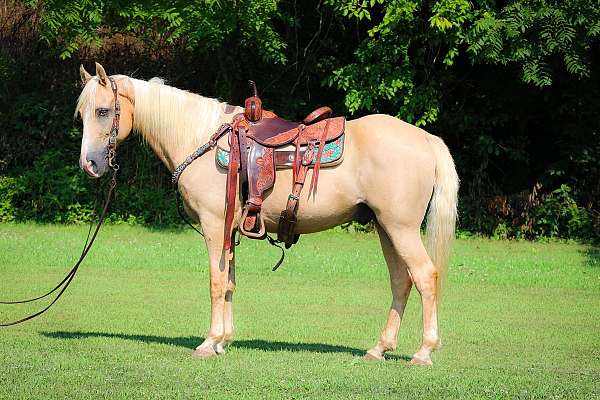 all-around-kentucky-mountain-horse