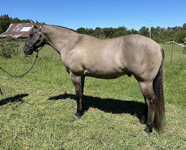 quarter-horse-gelding