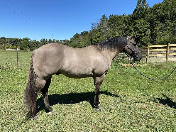 quarter-horse-for-sale