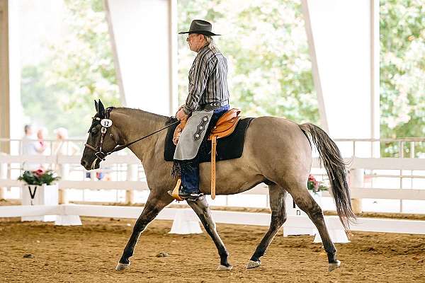 ranch-gelding