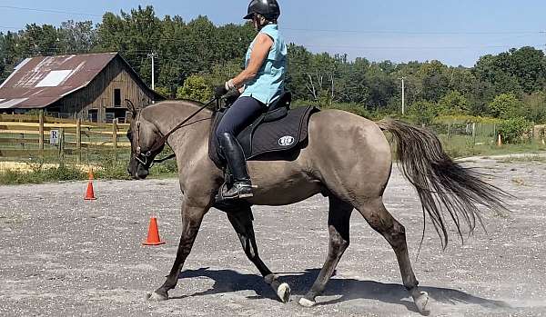 western-dressage-gelding