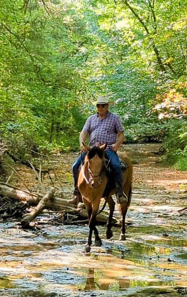 buckskin-rocky-mountain-mare