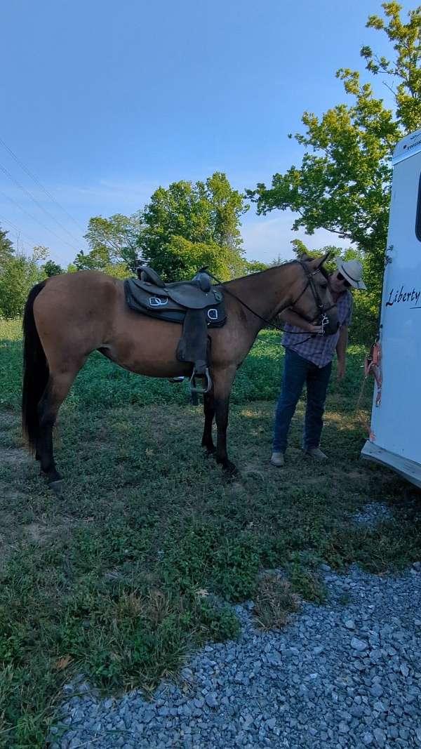 buckskin-trail-riding-horse