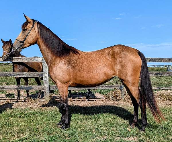 trail-riding-rocky-mountain-horse