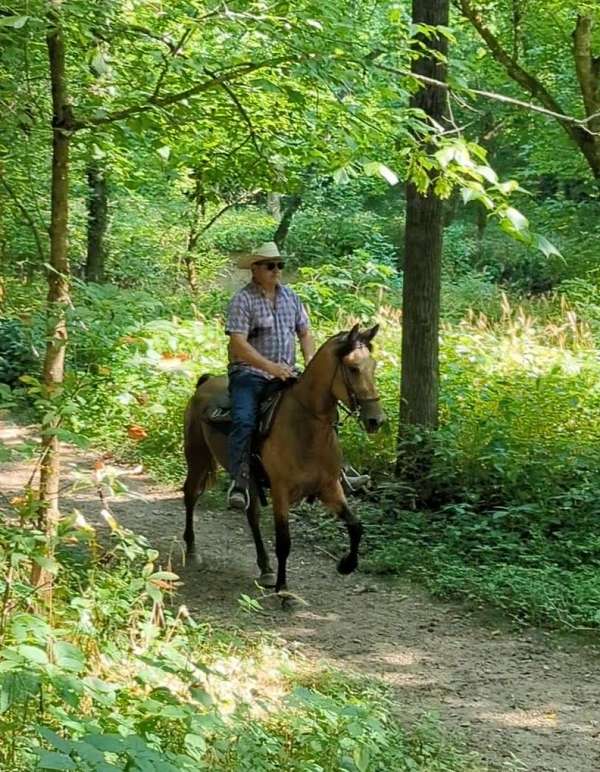 trail-riding-mare