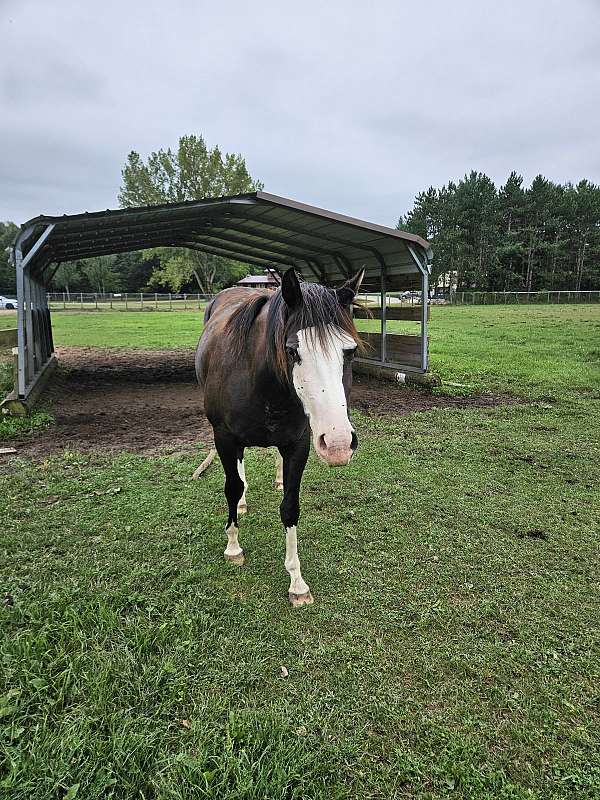 black-cropout-producer-horse