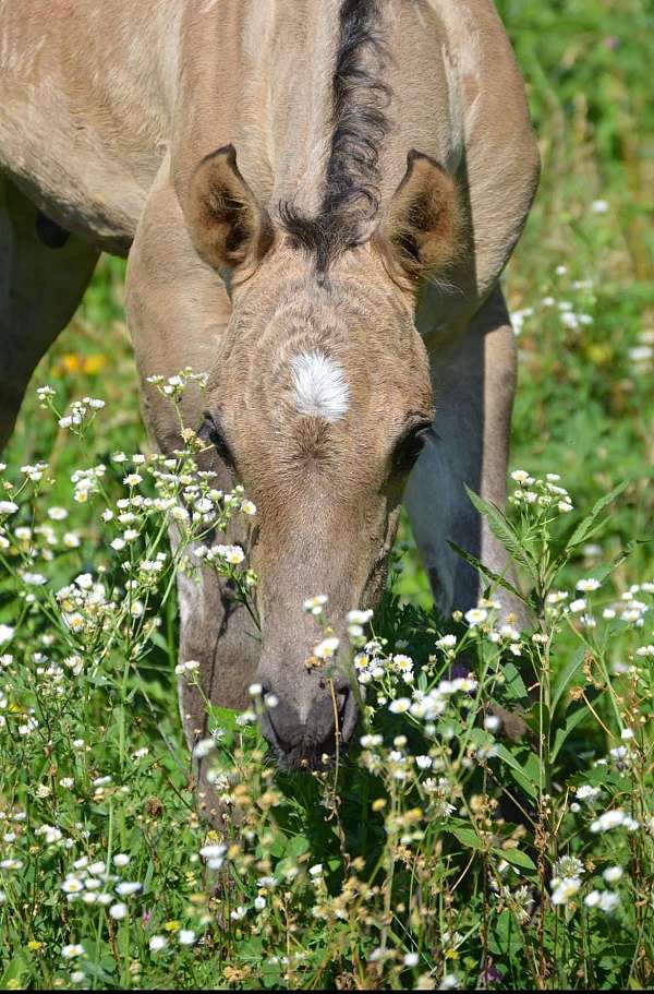 athletic-quarter-horse