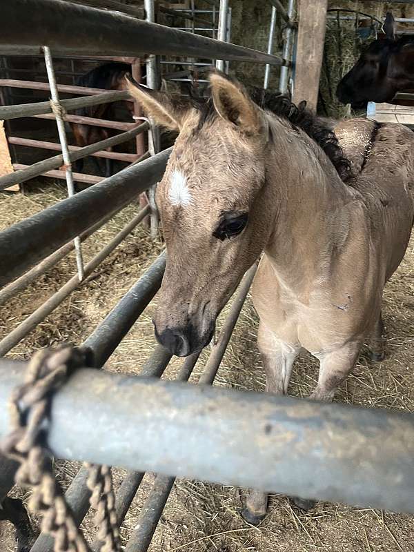 breeding-quarter-horse