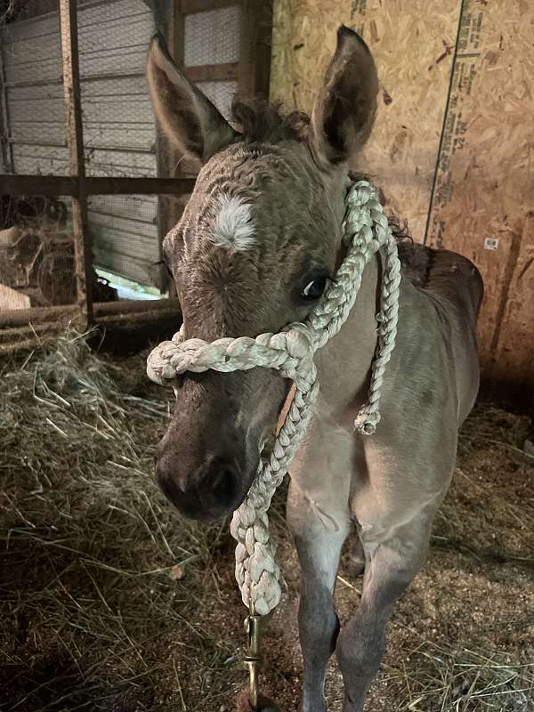 calf-roping-quarter-horse