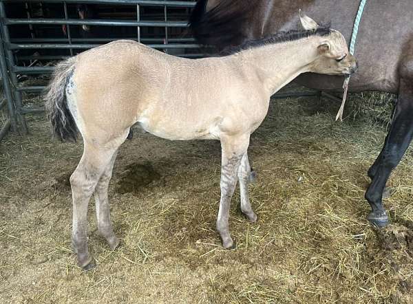 grulla-star-horse