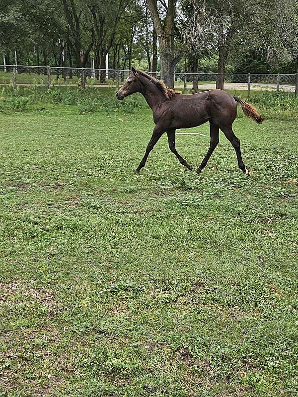 black-aqha-ibha-colt