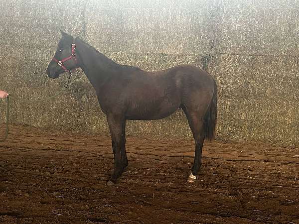 black-aqha-ibha-colt