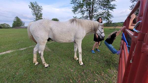 breeding-gelding