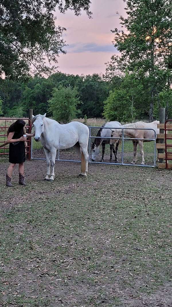 gaited-gelding