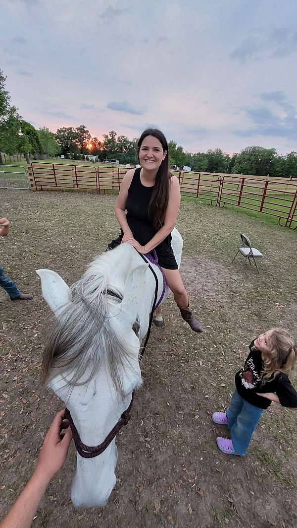 working-gelding