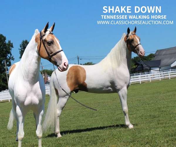 smooth-moving-gelding