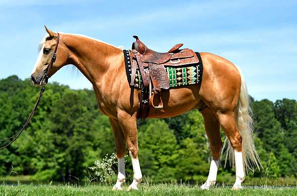 palomino-quarter-horse