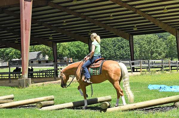 beginner-quarter-horse