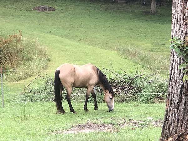 buckskin-all-4-socks-tail-horse