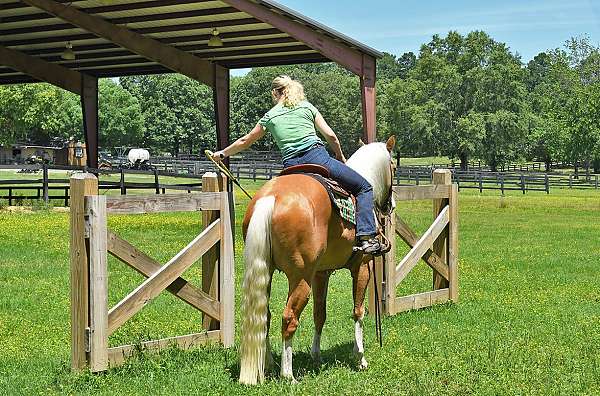 all-around-quarter-horse