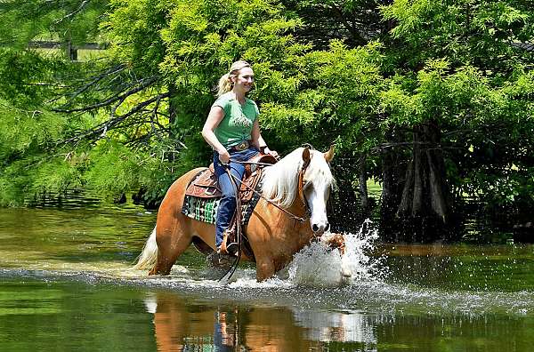 dressage-quarter-horse