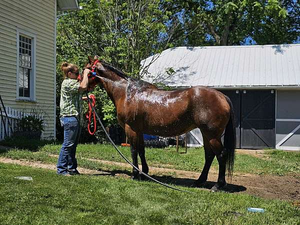 quarter-horse-mare