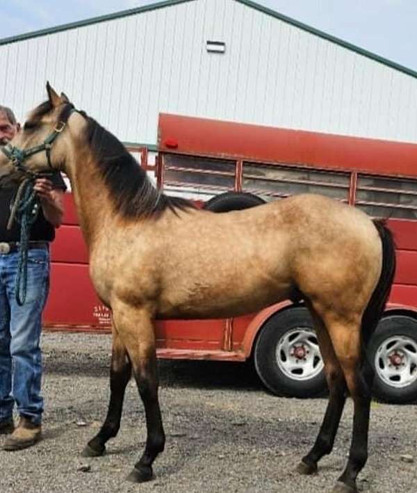 quarter-horse-colt