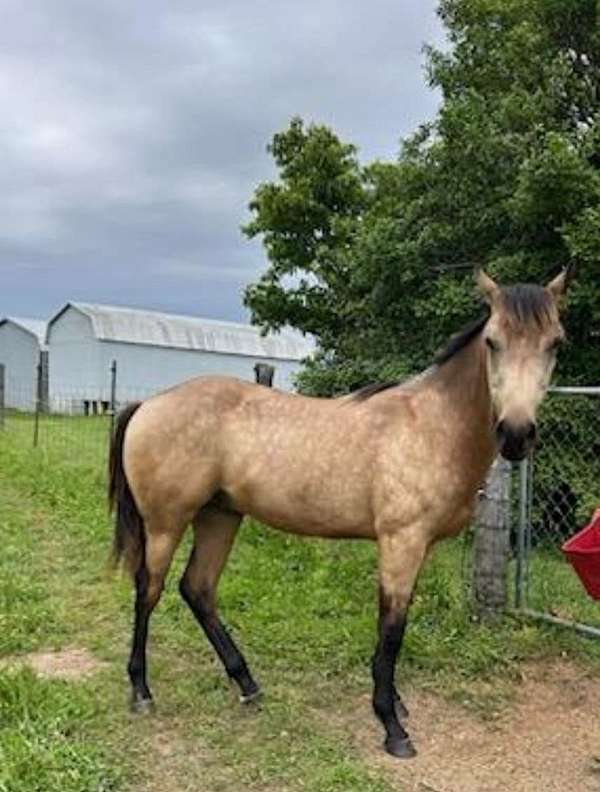 quarter-horse-for-sale