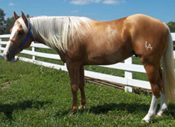 buckskin-aqha-horse