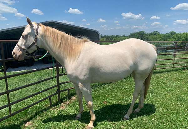 buckskin-aqha-colt