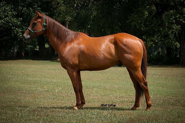 7-years-old-quarter-horse