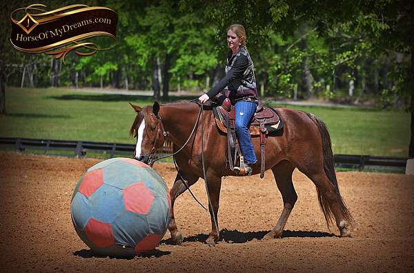 ranch-pony-quarter