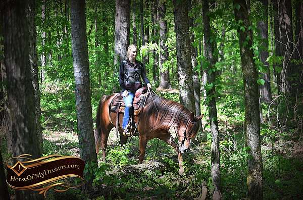 trail-pony-quarter