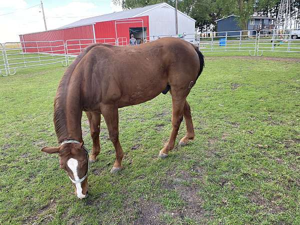 beginner-quarter-horse