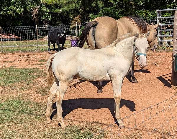 breeding-kentucky-mountain-missouri-fox-trotter-horse